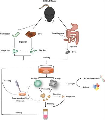 Highly Efficient Methods to Culture Mouse Cholangiocytes and Small Intestine Organoids